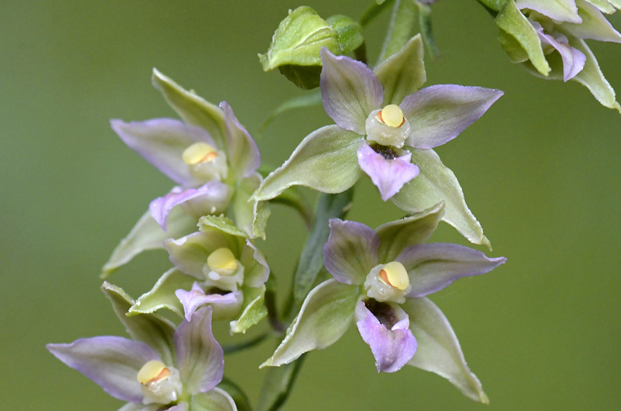 Epipactis del Vicentino,   sp. ?